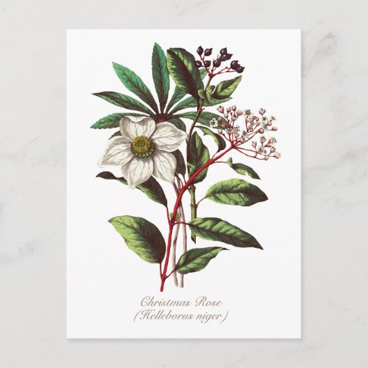 Elegant Botanisch Roos voor kerstmis Briefkaart (Voorkant)