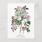 Elegant  Botanisch Roze Wilde Roos Briefkaart (Voorkant)