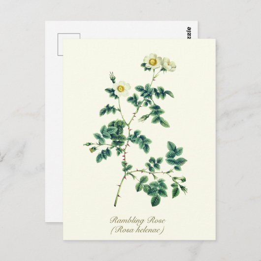 Elegant Botanisch Wit Wilde Roos Briefkaart (Voorkant / Achterkant)