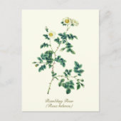Elegant Botanisch Wit Wilde Roos Briefkaart (Voorkant)