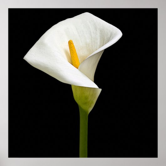 Elegant Cala Lily Poster (Voorkant)