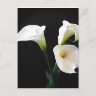 Elegant Calla Lily Flowers 12 Briefkaart