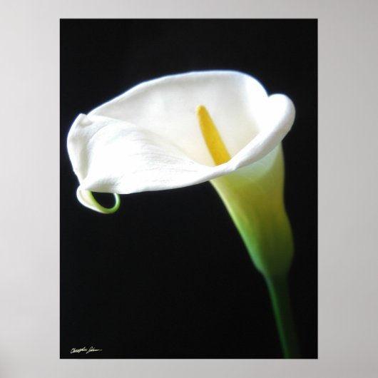 Elegant Calla Lily Flowers 15 Poster (Voorkant)