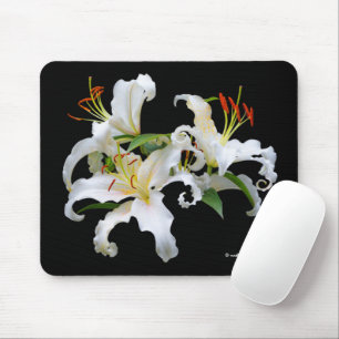 Elegant Casablanca White Oriental Lilies Flowers Muismat