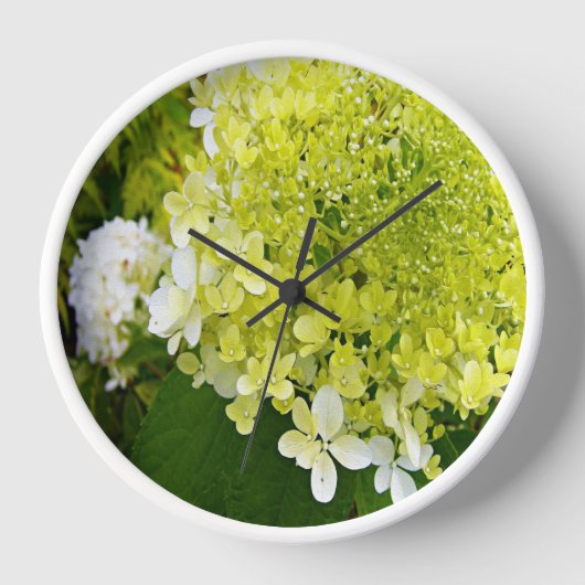 Elegant Chartreuse Green Limelight Hydrangea (Voorkant)