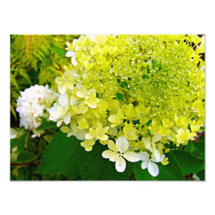 Elegant Chartreuse Green Limelight Hydrangea Foto Afdruk