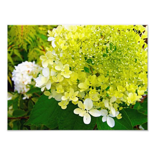 Elegant Chartreuse Green Limelight Hydrangea Foto Afdruk (Voorkant)