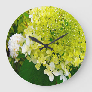 Elegant Chartreuse Green Limelight Hydrangea Grote Klok