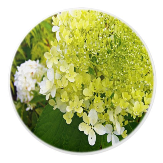 Elegant Chartreuse Green Limelight Hydrangea Keramische Knop (Voorkant)