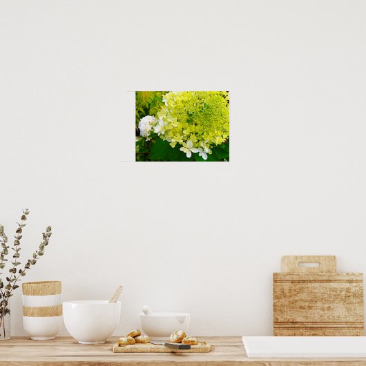 Elegant Chartreuse Green Limelight Hydrangea Poster (Keuken)