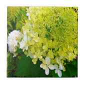 Elegant Chartreuse Green Limelight Hydrangea Tegeltje (Voorkant)