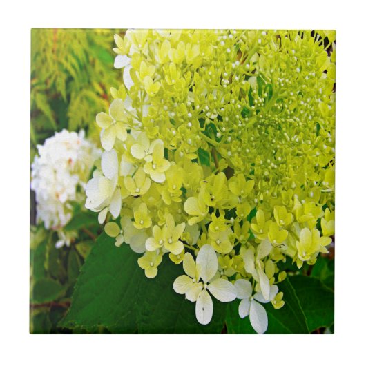Elegant Chartreuse Green Limelight Hydrangea Tegeltje (Voorkant)