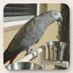 Elegant Congo African Grey Parrot op standaard Bier Onderzetter