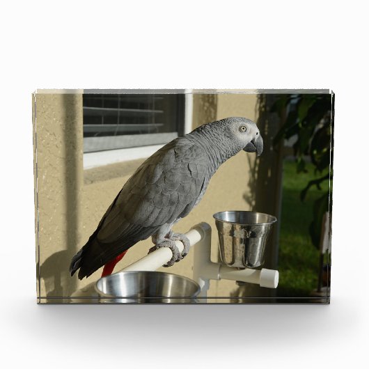 Elegant Congo African Grey Parrot op standaard Fotoblokken (Voorkant)