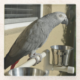 Elegant Congo African Grey Parrot op standaard Glazen Onderzetter