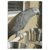 Elegant Congo African Grey Parrot op standaard Klembord (Achterkant)