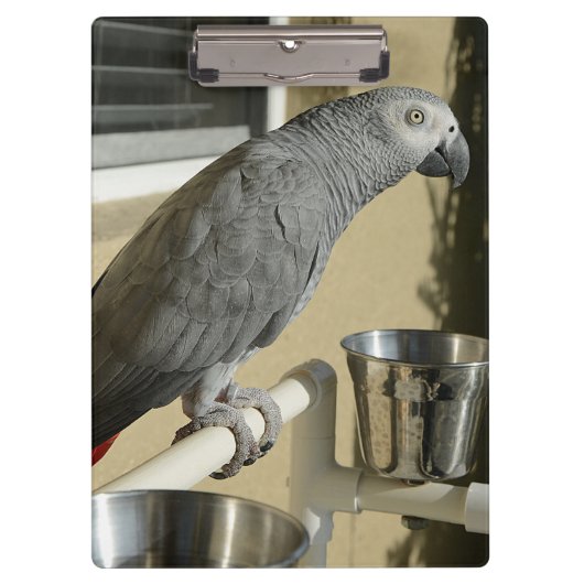 Elegant Congo African Grey Parrot op standaard Klembord (Voorkant)