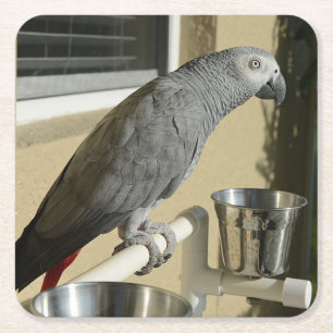 Elegant Congo African Grey Parrot op standaard Vierkante Kartonnen Onderzetter