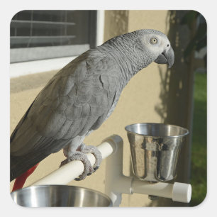 Elegant Congo African Grey Parrot op standaard Vierkante Sticker