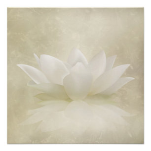 Elegant Gentle White Lotus/Lily flower Perfect Poster