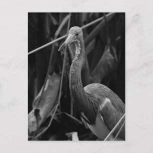 Elegant Heron Portret - Wildlife Fotografie Briefkaart