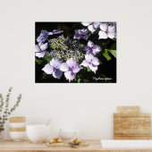 Elegant Hydrangeas Poster (Keuken)
