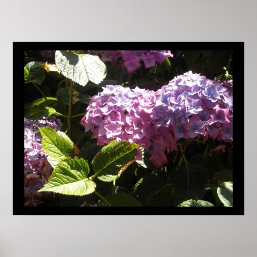 Elegant Hydrangeas Poster (Voorkant)