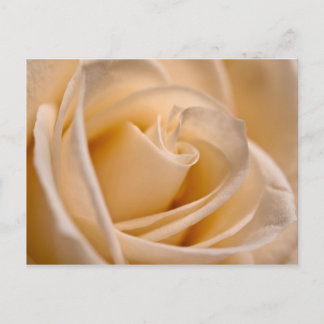 Elegant Ivory Roos Briefkaart