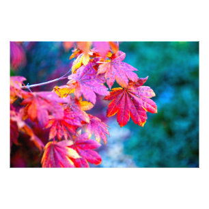 Elegant Japans blad Foto Afdruk