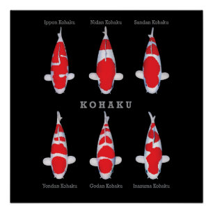 Elegant Koi Fish Poster – Tijdloos & Artistiek Dec Perfect Poster
