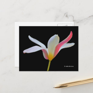 Elegant Lady Tulip White Pink Flowers Briefkaart