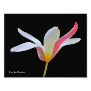Elegant Lady Tulip White Pink Flowers Foto Afdruk