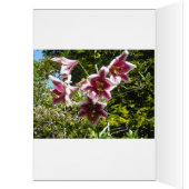Elegant Lilies (Binnen (Links))