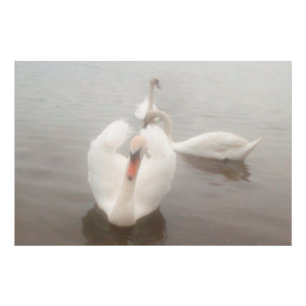 Elegant moderne Waterverven zwans op de Donau Foto Afdruk