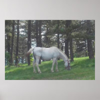 Elegant Mooie Witte Paard Originele Kunst