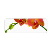 Elégant Orchidées Orange Étiquettes Blank personna