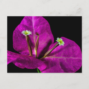 Elegant Paarse Bougainvillea Briefkaart
