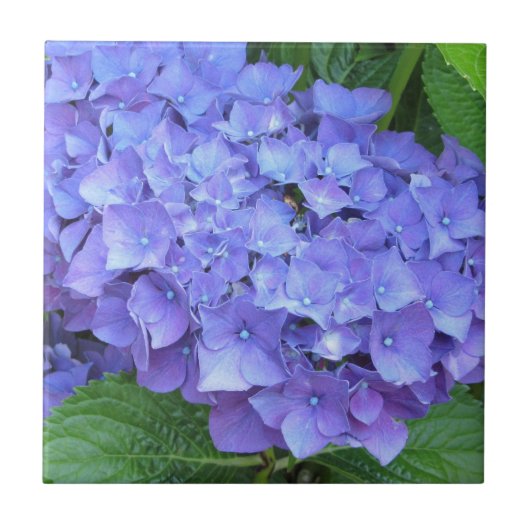 Elegant Paarse Hydrangeas Tegeltje (Voorkant)