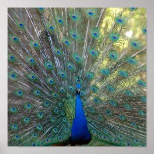 Elegant Peacock Poster