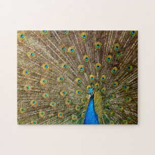 Elegant Peacock Tail Feathers Legpuzzel