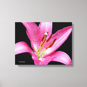 Elegant Pink Oriental Lily Lilium Stargazer Flower Canvas Afdruk