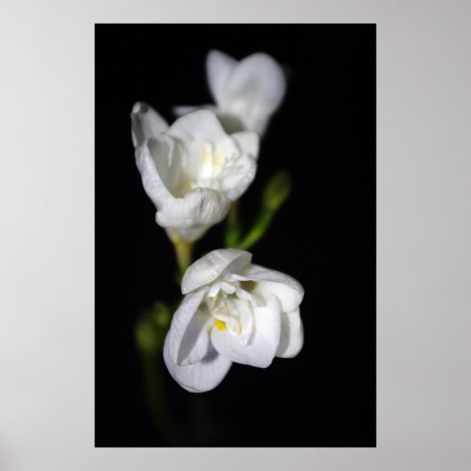 Elegant Poster (Voorkant)