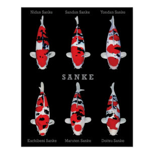 Elégant Poster de Poisson Koi - Déco Artistique et