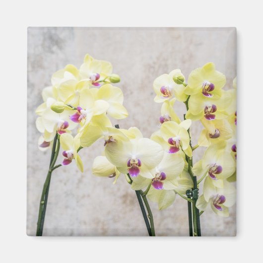 Elegant Romantic Cream & Lila Orchids Magneet (Voorkant)