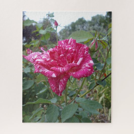 Élégant Rose à rayures roses et blanches, Puzzle J (Vertical)