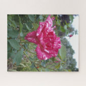 Élégant Rose à rayures roses et blanches, Puzzle J (Horizontal)
