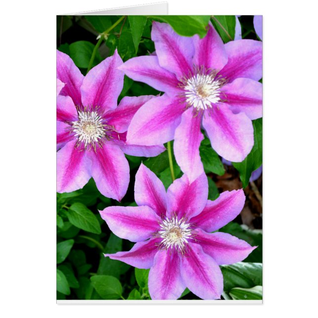 Élégant rose floral vert botanique (Devant)