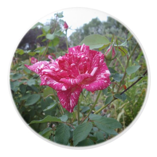 Elegant roze en gestreept Roos, Keramische Knop (Voorkant)