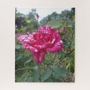 Elegant roze en gestreept Roos, puzzel