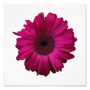 Elegant roze Gerbera Daisy Foto afdrukken Afdruk